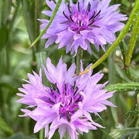 Purple Centaurea Flower Seeds for Planting, 100 pcs seeds for planting in home garden