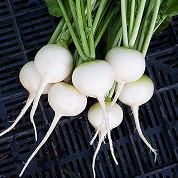 Radish Raphanus sativus seeds for planting in vegetable bed