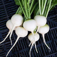 Radish Raphanus sativus seeds for planting in vegetable bed