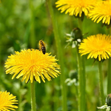 Yellow Dandelion Flower Seeds for Planting - 100 pcs seeds for planting in home garden