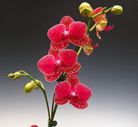 Red Phalaenopsis Orchid Flower Seeds – Heirloom, Non-GMO, Striking Blooms for Garden Planting