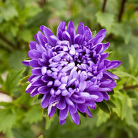 Giant Multi Aster Flower Seeds – Heirloom, Non-GMO Seeds for Planting Colorful Blooms
