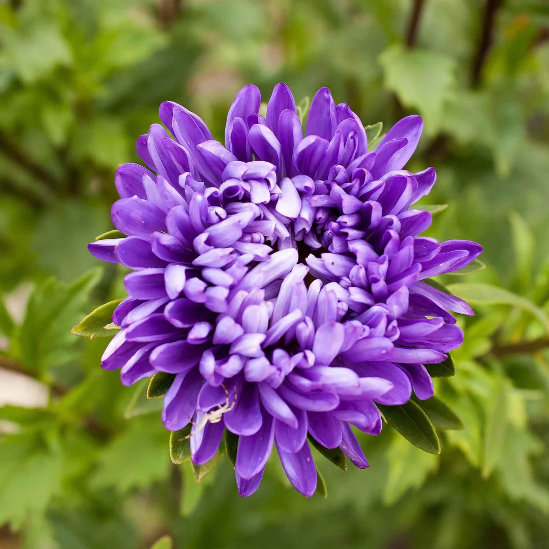 Aster Flower Seeds Heirloom Non GMO Planting - 100 pcs