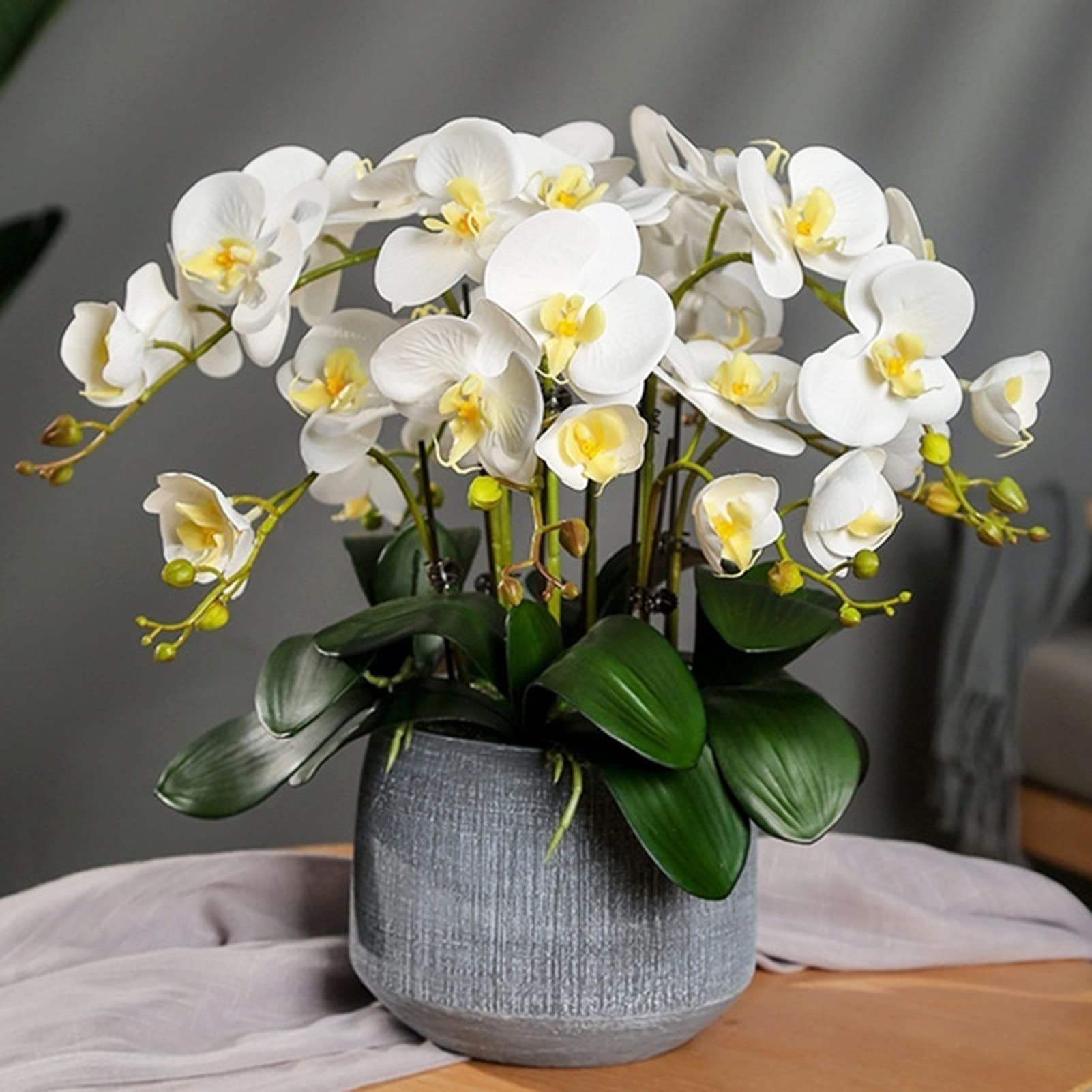 Yellow White Phalaenopsis Orchid Flower Seeds ƒ?? Heirloom, Non-GMO Seeds for Planting for planting in your garden.