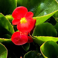 Heirloom Non-GMO Red Begonia Flower Seeds for Planting for planting in home garden