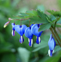 Heirloom Non-GMO Blue Bleeding Heart Flower Seeds for Unique Garden Borders and Romantic Planting