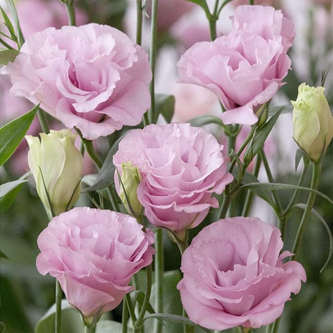 Pink (Pink scientific name) for planting in garden