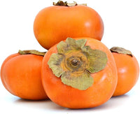 American Persimmons Fruit Tree Seeds for Planting - Sweet, Tangy Persimmons to Grow at Home