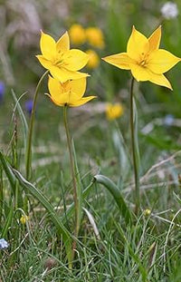 Tulipa Sylvestris Seeds for Planting – Heirloom, Non-GMO Wildflower Seeds