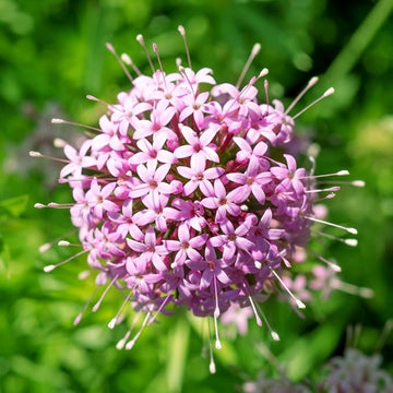 Pink (Pink scientific name) for planting in garden