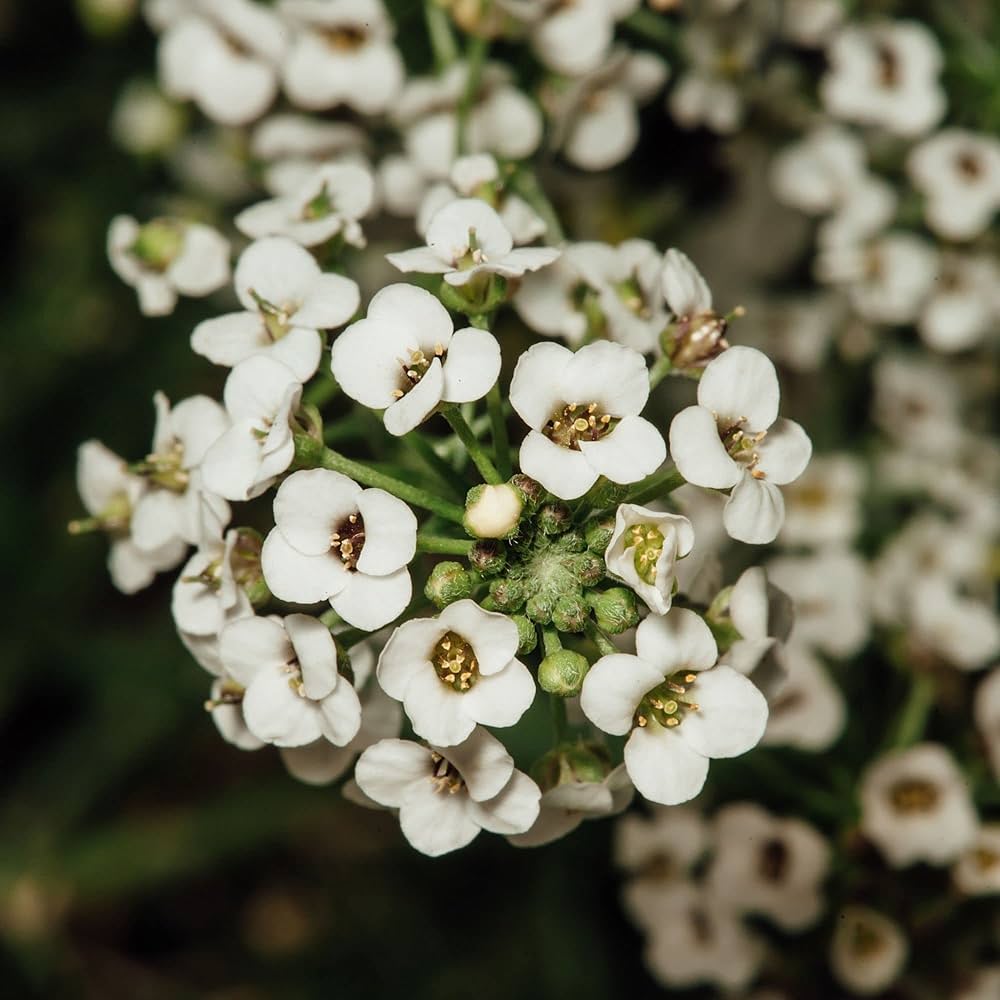 Alyssum Lobularia Flower Seeds for Planting â€“ NON GMO Seeds