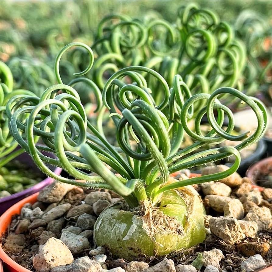 Albuca Spiralis plant with distinctive curled green leaves growing in a garden.