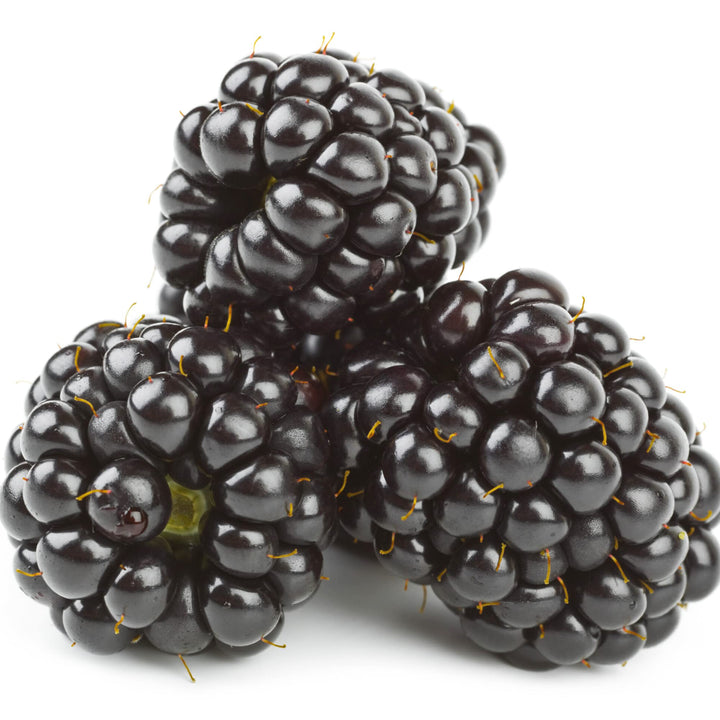 Dewberry/Blackberry Planting Seeds - Non-GMO, Heirloom