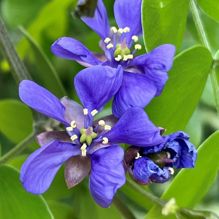 Blue Lignum Vitae Plant Seeds for Planting - NON GMO Seeds