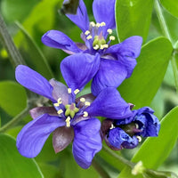 Blue Lignum Vitae Plant Seeds for Planting - NON GMO Seeds