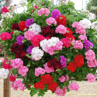 Geraniums Heirloom Non-GMO Seeds for Planting for planting in your garden.
