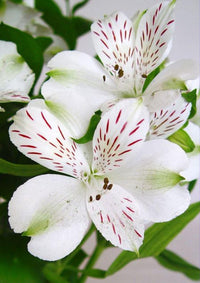 White Alstroemeria Seeds - Heirloom Non-GMO Planting Flower Seeds
