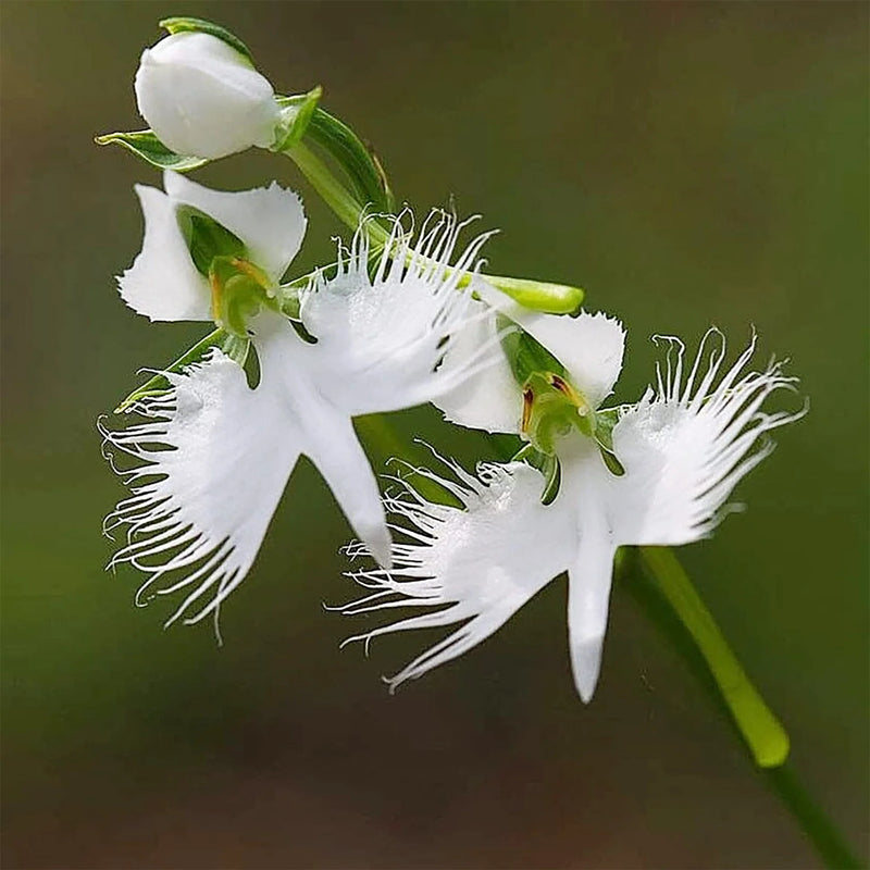 Heirloom Non-GMO Radiata Flower Seeds for Planting – Striking Blooms for Garden Displays