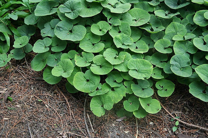 Wild Ginger Plant Seeds for Planting - NON GMO Seeds