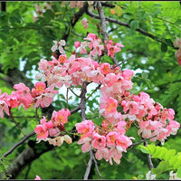 Mature Green Cassia Javanica tree adding beauty and shade to an outdoor landscape.

