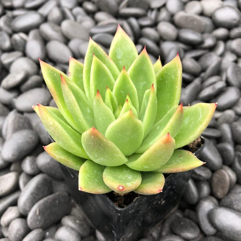 Semillas (Semillas scientific name) for planting in garden