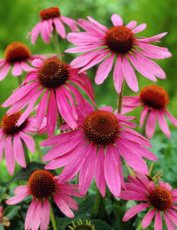 Baby Pink Echinacea Wildflower Seeds for Planting - To attract Pollinators and Butterflies, Heirloom Seeds