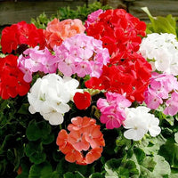 Non-GMO (Non-GMO scientific name) for planting in garden