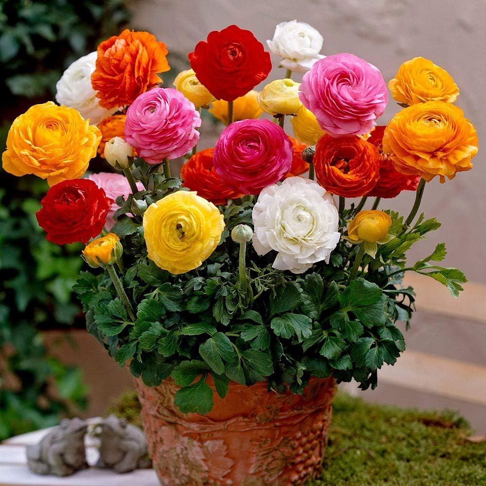 Brown Shade Japanese Ranunculus Flower Seeds ƒ?? Heirloom, Non-GMO Flower Seeds for Planting