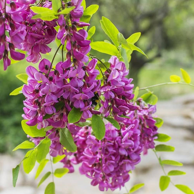 Heirloom Pseudoacacia Flower Seeds for Garden Planting, Non-GMO, Fragrant Tree Blooms