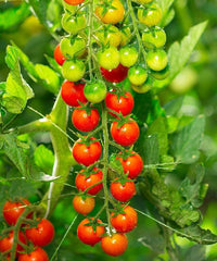 Rapunzel Tomato Seeds for Planting heirloom & Non-GMO Seeds