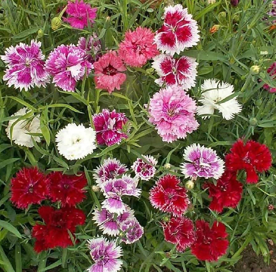 Mixed Dianthus Sonata Flower Seeds for Planting - NON GMO Seeds seeds for planting in home garden