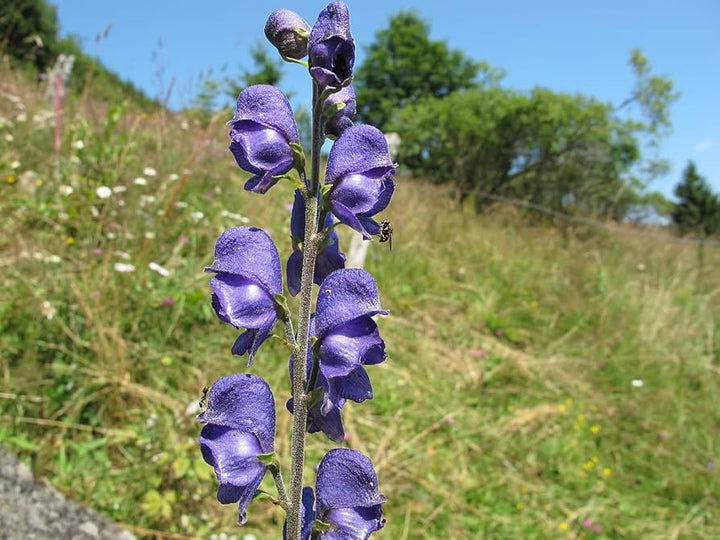 Aconitum Flower Seeds for Planting, Unique Variety, 100 pcs