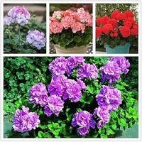 Geranium Apple Blossom Flower Seeds for Planting - NON GMO Seeds