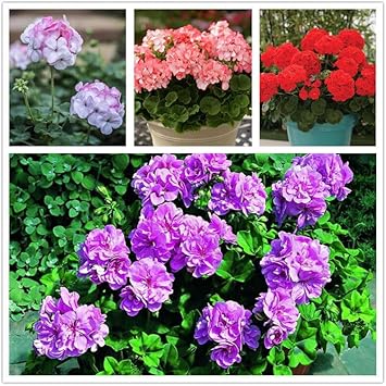 Geranium Apple Blossom Flower Seeds for Planting - NON GMO Seeds for planting in home garden