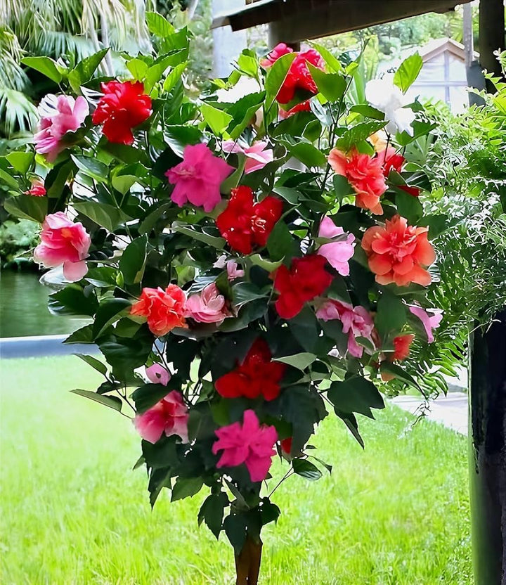 Mixed Rose Mallow Flower Seeds for Planting Non-GMO Heirloom Garden Seeds for Growing