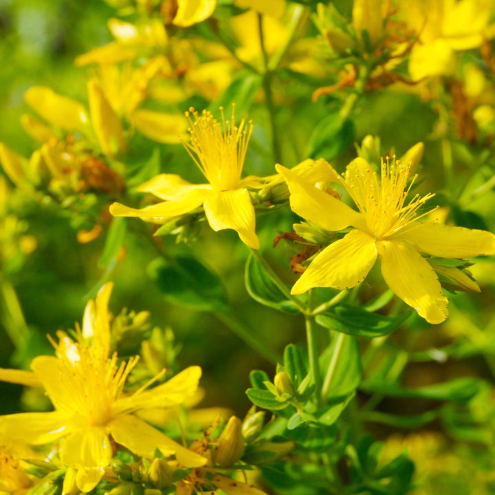 Heirloom Non-GMO Hypericum Flower Seeds for Planting – Medicinal Ornamental Garden Seeds