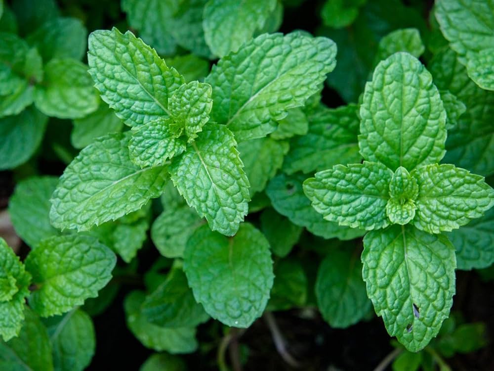 Japanese Mint Seeds for Planting heirloom & Non-GMO Seeds