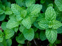 Japanese Mint Seeds for Planting heirloom & Non-GMO Seeds