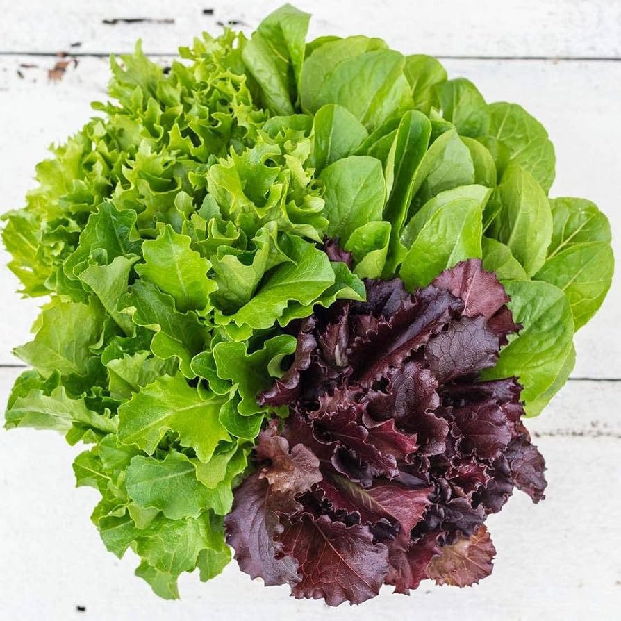 Indoor Lettuce Mix Seeds for Planting heirloom & Non-GMO Seeds