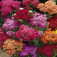 Red Achillea Flower Seeds for Planting - 100 pcs