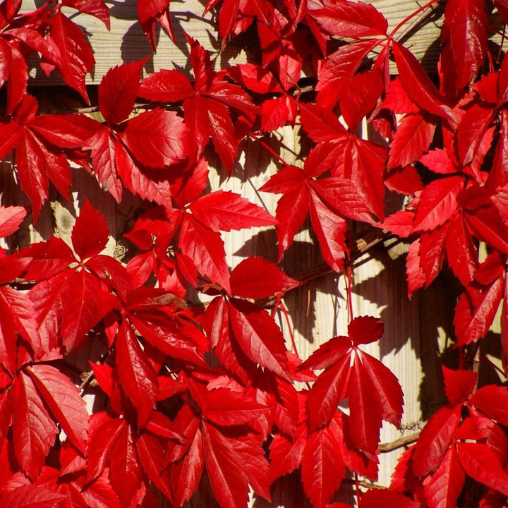 Parthenocissus Seeds for Planting – Organic, Heirloom, Non-GMO Climbing Plant Seeds