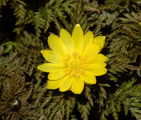 Yellow Adonis Flower Planting Seeds for Garden NON GMO Seeds
