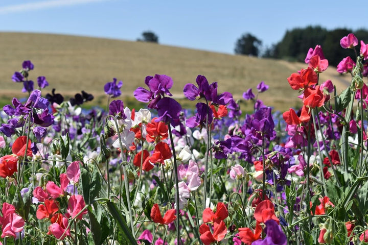 Pea Flower Seeds for Planting ,Heirloom Seeds -100 pcs