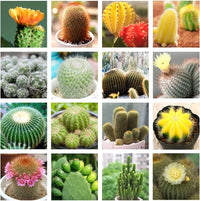 Cactus Plant Seeds for Planting - NON GMO Seeds