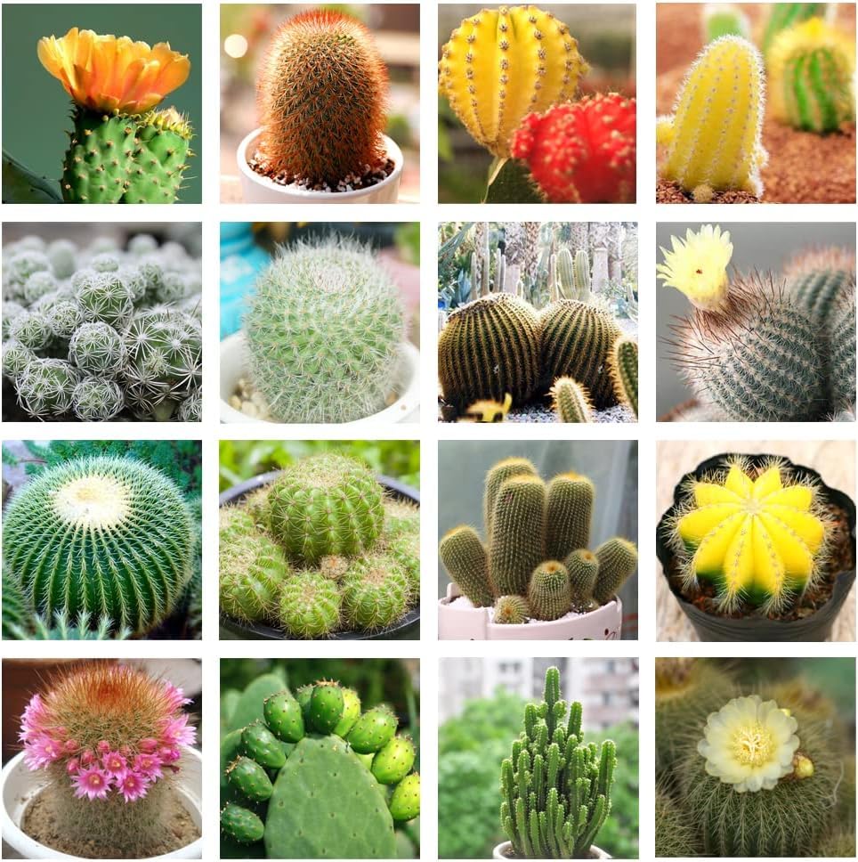 Cactus Plant Seeds for Planting - NON GMO Seeds for planting in home garden