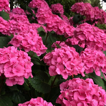 Thick (Thick scientific name) for planting in garden