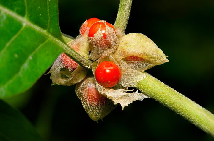 Heirloom Non-GMO Ashwagandha Flower Seeds for Planting – Medicinal Herb Seeds for Healing Gardens