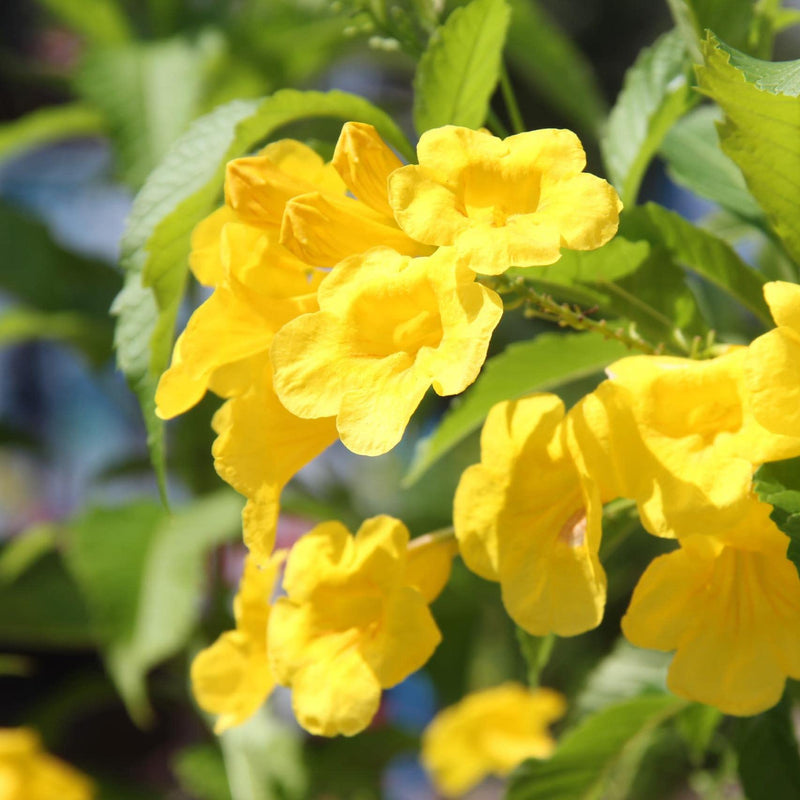 Heirloom Esperanza Flower Seeds for Garden Planting, Non-GMO, Yellow Trumpet Blooms for Borders