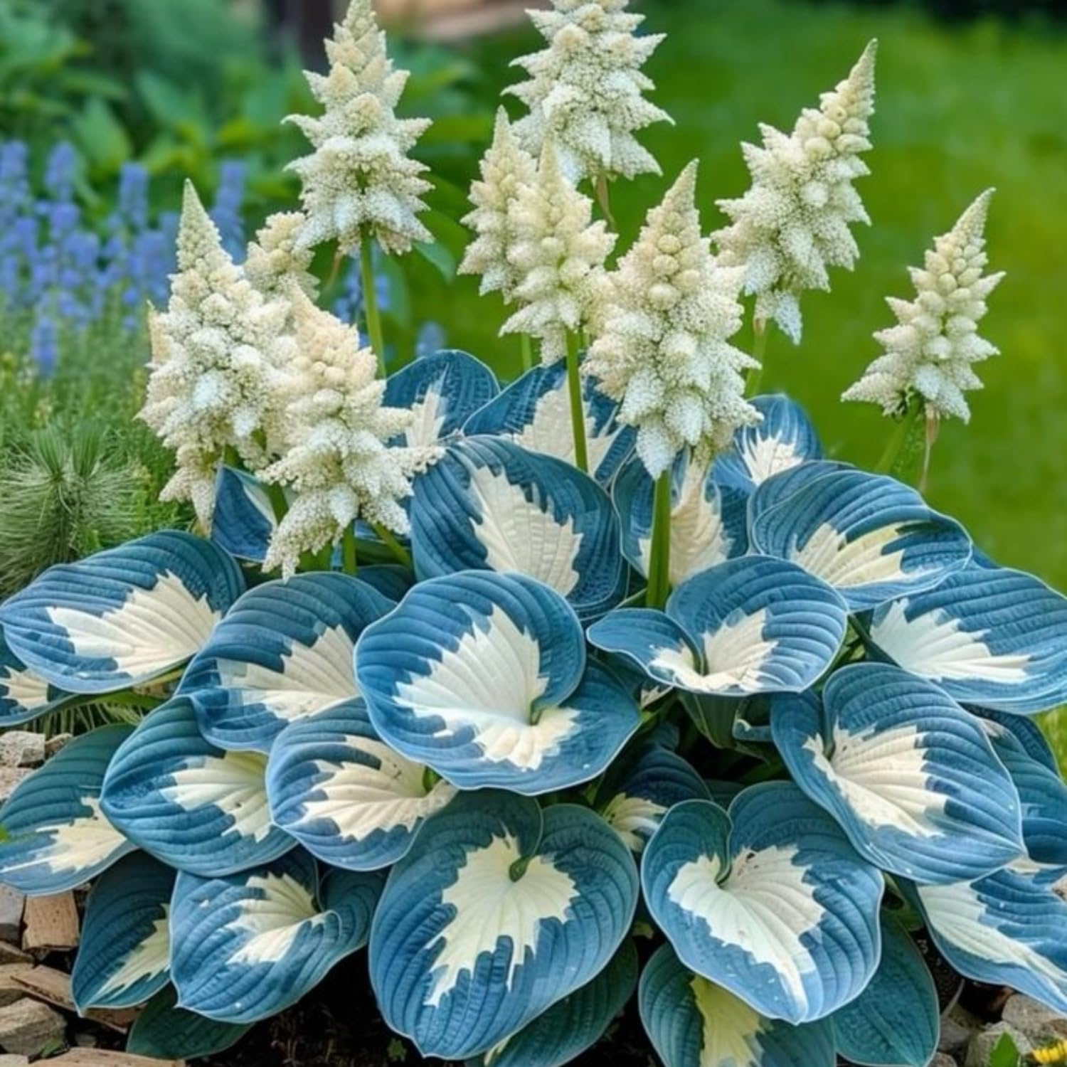 Fast-growing hosta plants enhancing a decorative landscape border.
