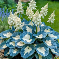 Fast-growing hosta plants enhancing a decorative landscape border.
